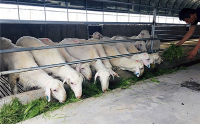 新疆柯坪羊吃上了“水培牧草”_图片新闻