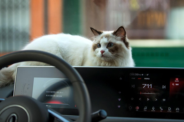 闪电猫朋克猫深耕女性用户需求