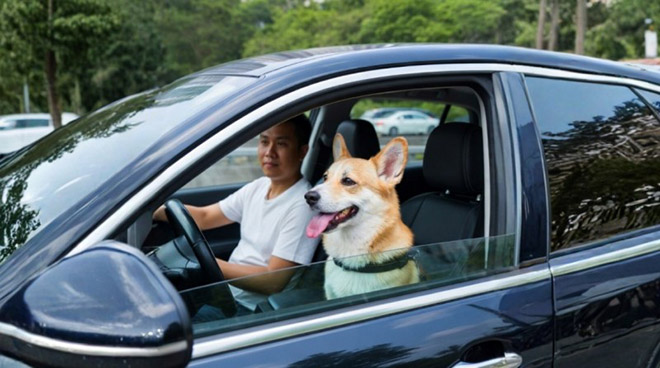 2026 周末出走计划” 精选宠物友善驾车路线 与毛孩共享完美旅程